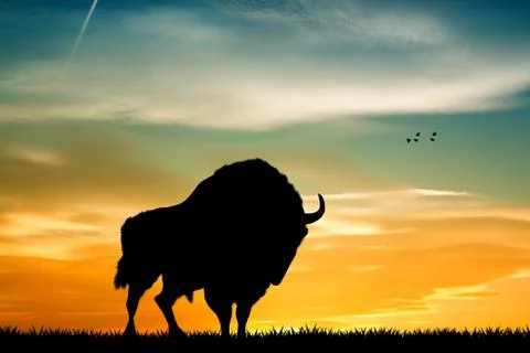 Bison at sunset Stock Illustration