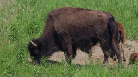 Bison in the sweltering heat of June Stock Footage 209161571
