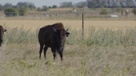 Bison with a tagged ear standing alert in blowing grass on prairie ranch Vídeos de archivo 332432637