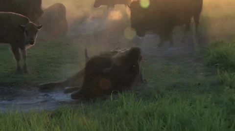 Bison taking dust bath 動画素材 26071037