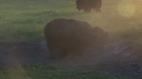 Bison taking dust bath1 Stock Footage 26070882