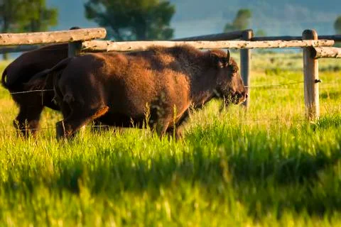 Bison in the Tetons Stock Photos