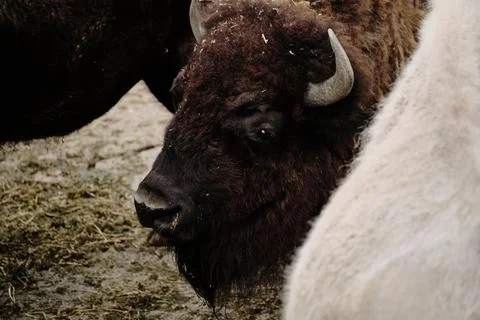 Bison with thick fur looking through a group of animals at Belgrade Zoo. Close Stock Photos