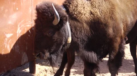 Bison tight shot Vídeos de archivo 48614622