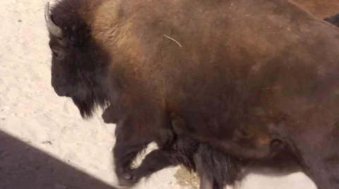 Bison tight shot running Vídeos de archivo 48614616