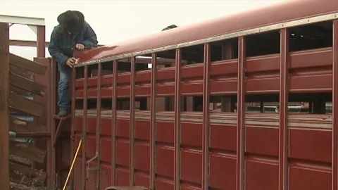 Bison in Trailer Stock Footage 98474181