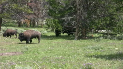 Bison in the trees Stock Footage 500410