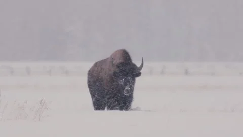 Bison trek through heavy snow during winter storm in remote landscape Stock Footage 288880638