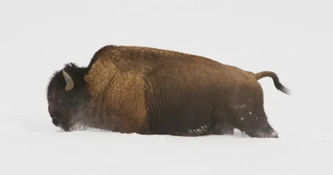 Bison trudges through deep snow in Yellowstone National Park Vidéo 138886034