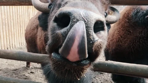 Bison trying to lick the camera with a long tongue close-up slow motion Vídeo Stock 109503719
