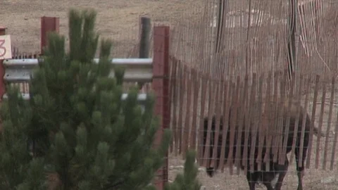 Bison Tugging at Fence Stock Footage 98469050