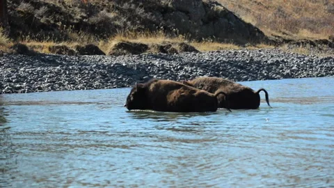 Bison, two bison wade and exit river Stock Footage 168651860