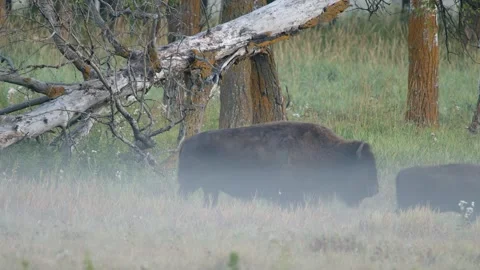 Bison with two calves walk through foggy woodland on quiet morning Stock Footage 317990511