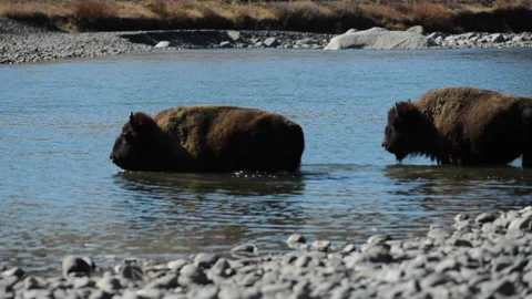 Bison, two, wading river, Yellowstone Stock-Footage 168651878