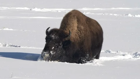 Bison using its massive head to clear snow away from grass at yellowstone Stock Footage 128726880