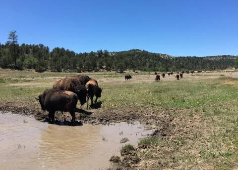 Bison in Utah Stock Photos