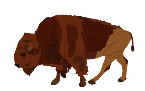 Bison vector illustration isolated on white background. Иллюстрация