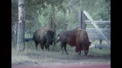 Bison, vintage, 1970s Stock Footage 145369632