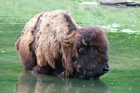 Bison wading Stock Photos