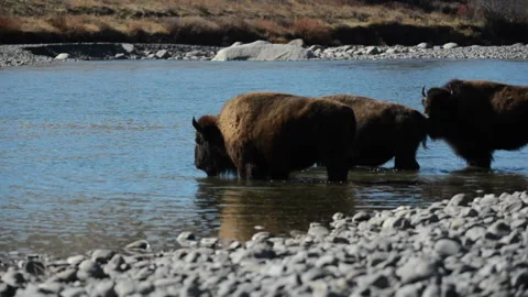 Bison wading into river in sunlight, Yellowstone Stock Footage 168651873