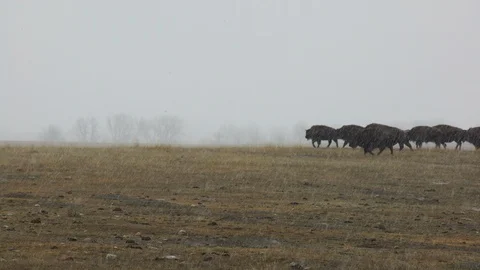Bison walk then run through falling snow on spring prairie Stock Footage 121098700