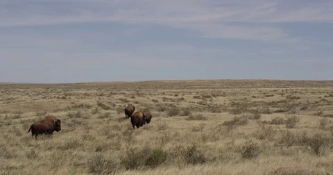 Bison walking across arid prairie Stock Footage 81050254