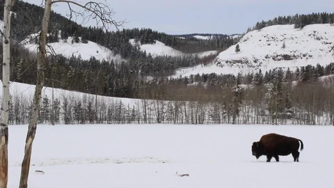 Bison walking across the frame Stock Footage 127054977