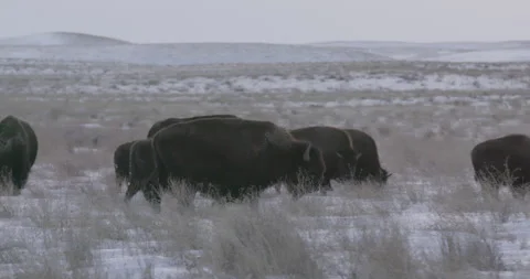 Bison walking amongst herd in snowy grassland Stock Footage 332436273