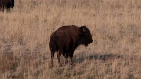 Bison walking away from the camera. Walking in the tall grass Stock Footage 74856200