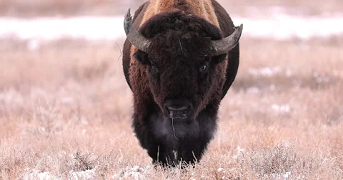 Bison walking at camera Stock Footage 242201473