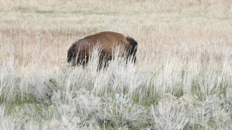 Bison Walking Video stock 22956898