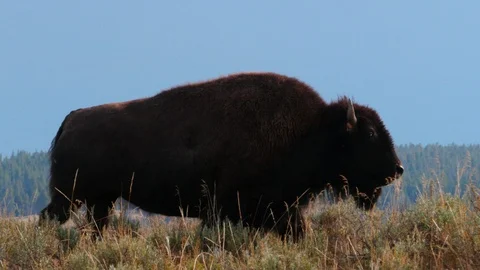 Bison walking Stock Footage 93416986