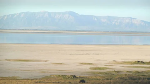 Bison walking in front of water and mountains Vídeo Stock 138972733