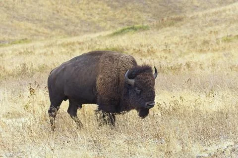 Bison walking in grassy prairie. Stock Photos