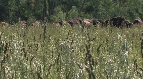 Bison walking in high grass 2 Stock-Footage 25879167