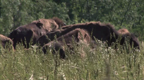 Bison walking in high grass 3 動画素材 25879079