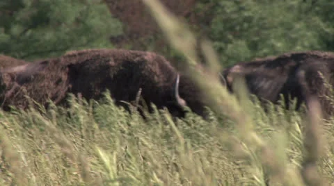 Bison walking in high grass Stock Footage 25879225