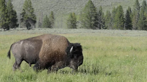 Bison Walking or Strutting During Rut Stock Footage 62841632