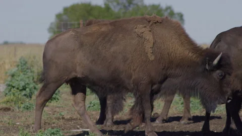 Bison Walking Past Herd with Messy Shedding Coat Close Up Stock Footage 332433934