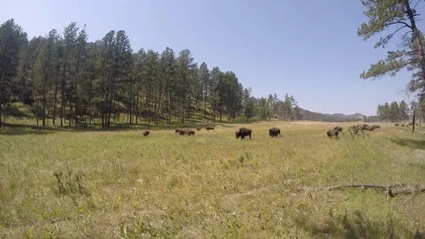 Bison walking on prairie 1 Stock Footage 119747105