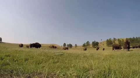 Bison walking on prairie 2 스톡 동영상 119744643
