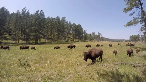 Bison walking on prairie 3 Stock Footage 119750259