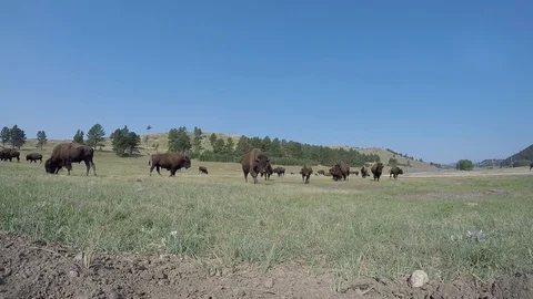Bison walking on prairie - camera knock down 2 스톡 동영상 119744397