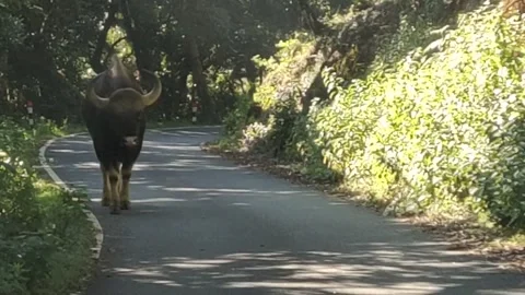 Bison walking on the public road Stock Footage 154284347