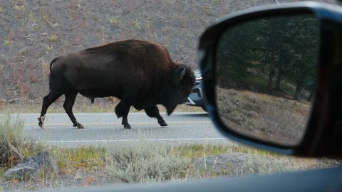 Bison walking by the road Stock Footage 93416809