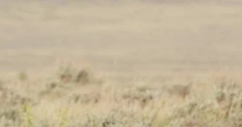 Bison walking in sun extreme close Stock Footage 83458266
