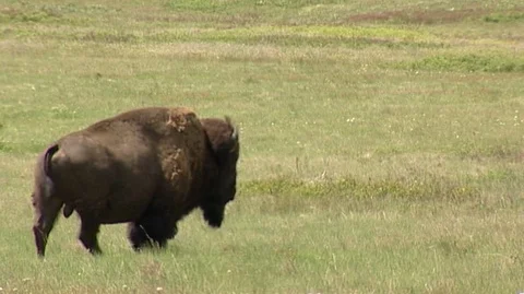 Bison Walking Through Frame on National Bison Range Stock Footage 93056967