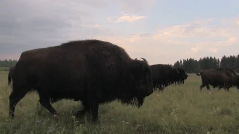 Bison walking through grass 1 스톡 동영상 119433841