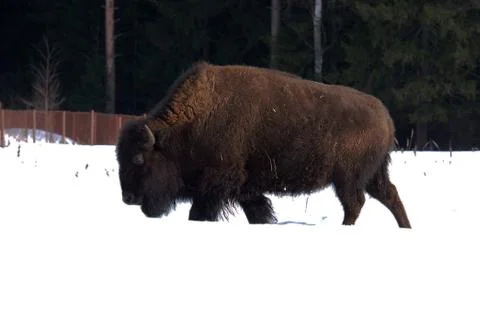 Bison walking through snow in the winter. Stock Photos