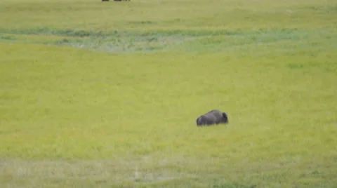A Bison Walking through Tall Grass in Hayden Valley at Yellowstone National Park Stock Footage 34393706